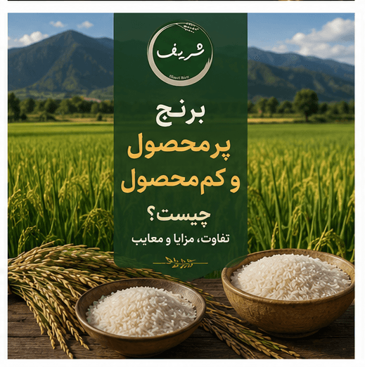 برنج پرمحصول و کم محصول چیست؟