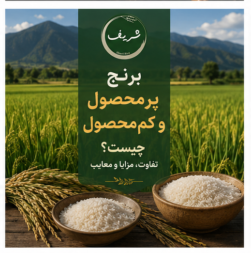 برنج پرمحصول و کم محصول چیست؟